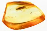 Detailed Fossil Caddisfly (Trichoptera) In Baltic Amber #381566-1